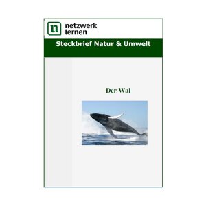Steckbrief Natur und Umwelt: Der Wal